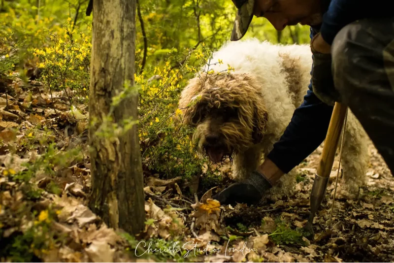 Truffle hunting experience in Tuscany